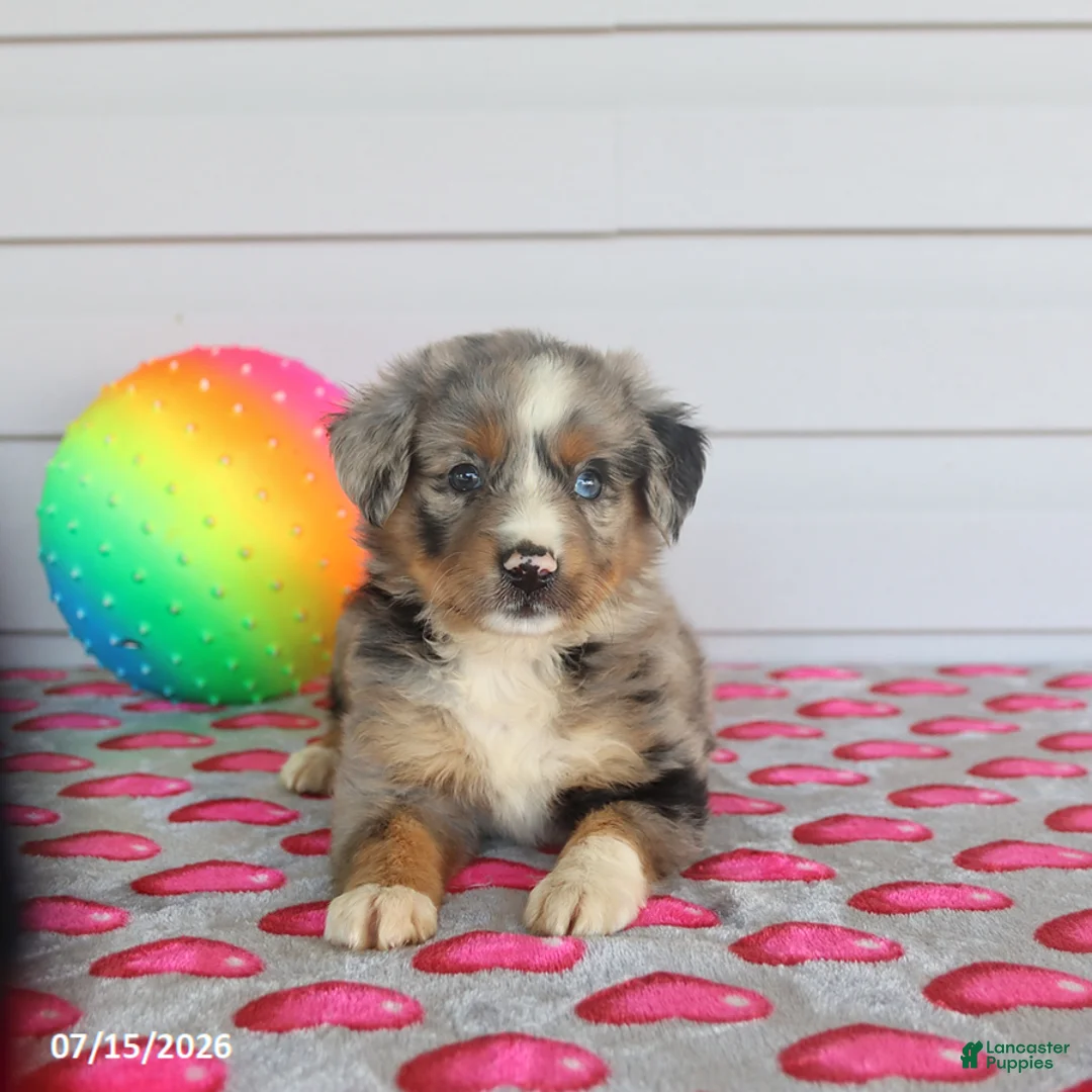 Miniature Australian Shepherd dogs for sale: Archie - Ad 3
