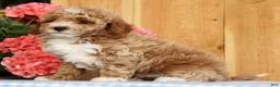 Mini Goldendoodle dogs for sale: Bruno - Ad 7