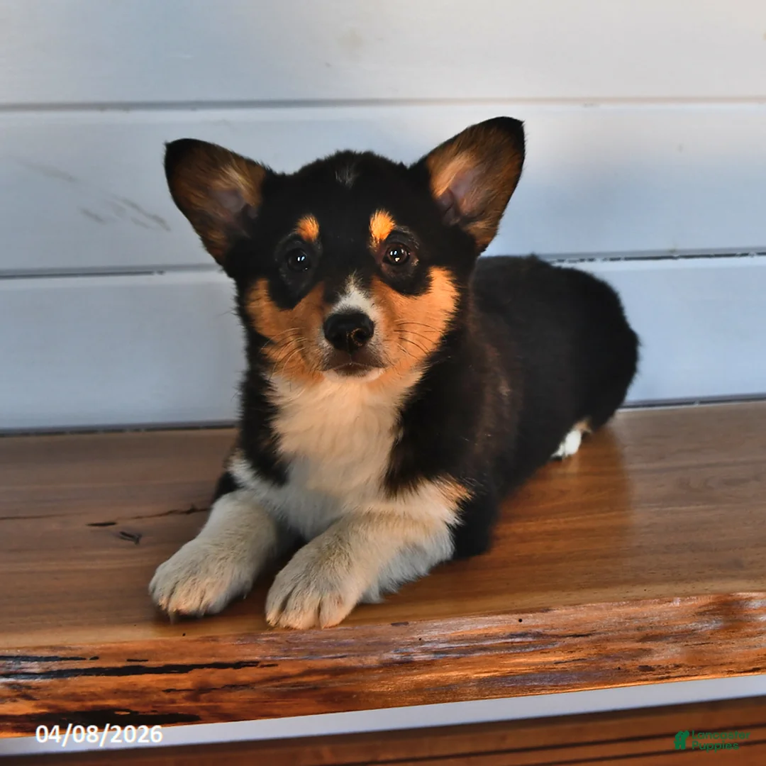 Welsh Corgi Pembroke dogs for sale: Honey - Ad 1