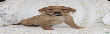 Rosie