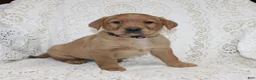 Labrador Retriever dogs for sale: Rosie - Ad 1