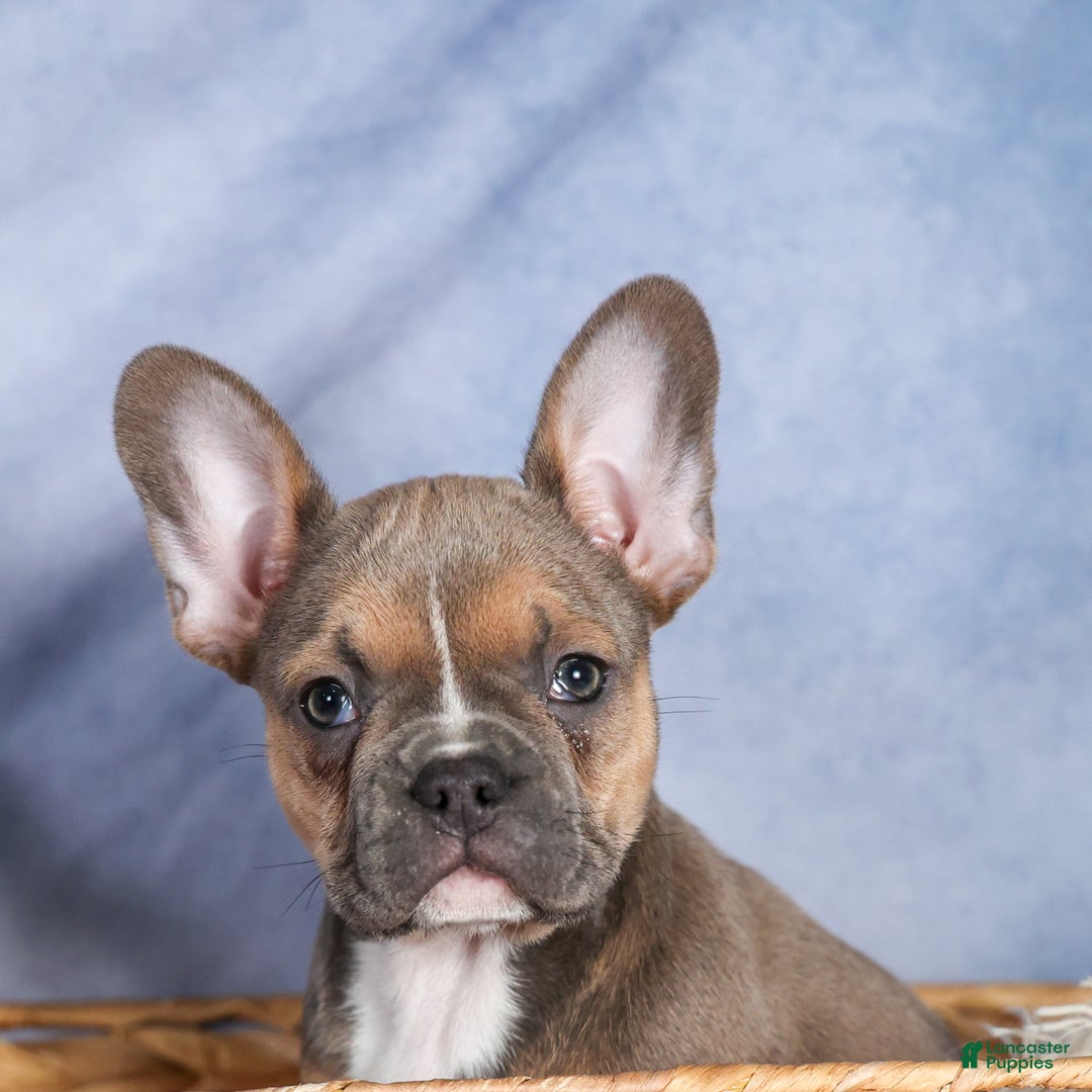 Frenchton dogs for sale: NEVA - Ad 14