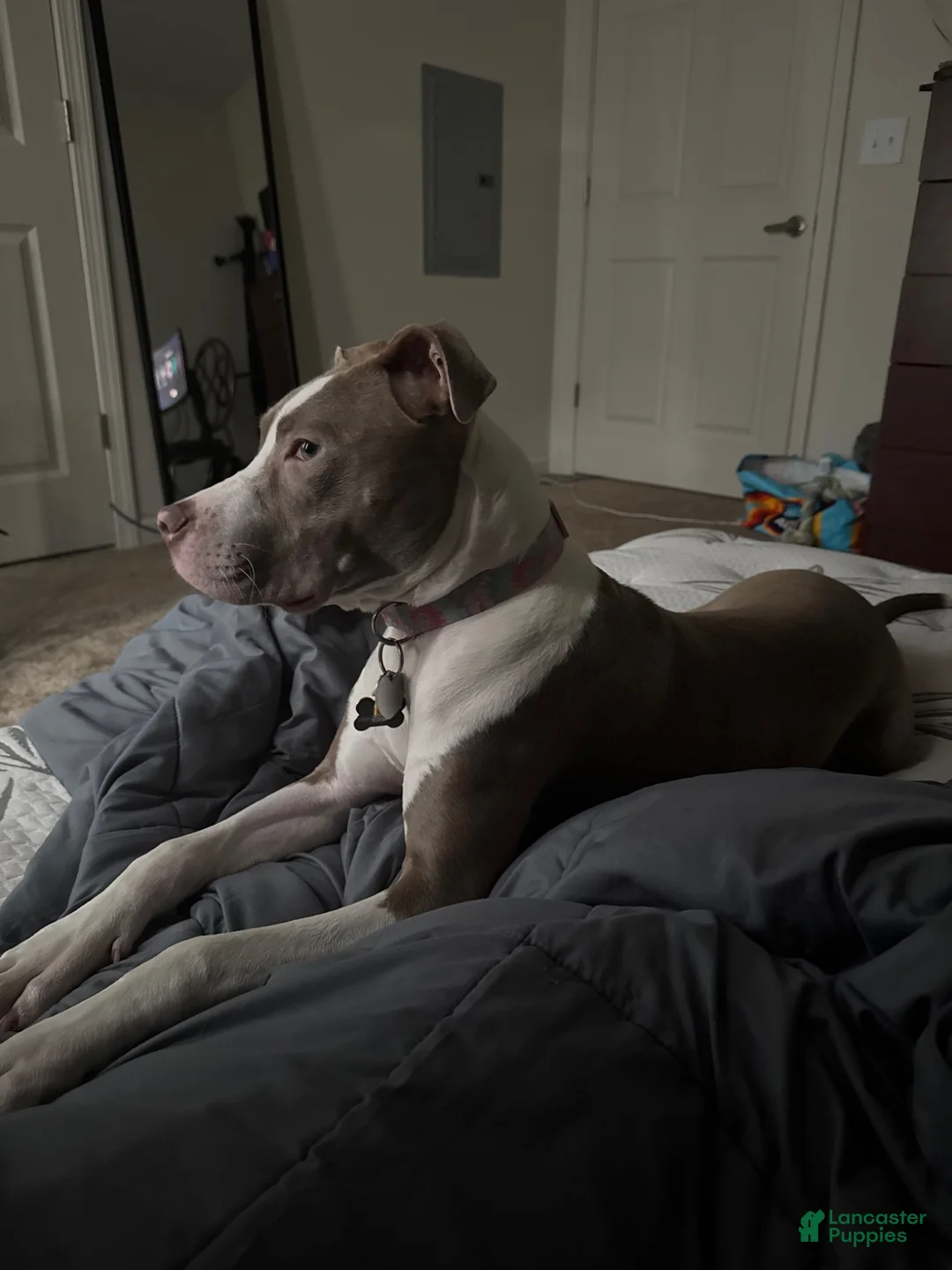 Mixed Breed dogs for sale: jellybean - Ad 2