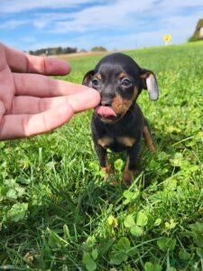 Miniature Pinscher dogs Male 3 - Ad 2