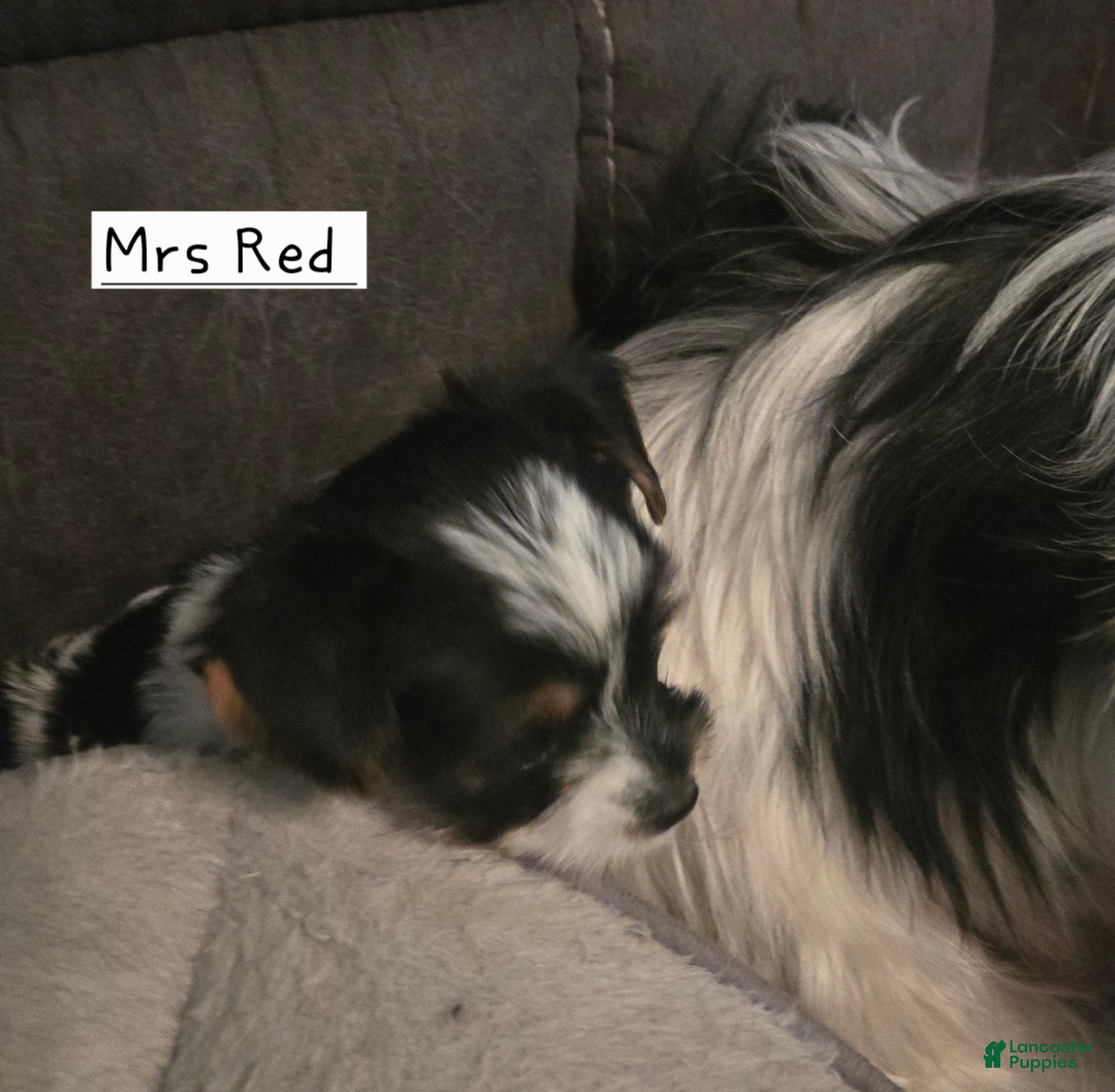 Yorkshire Terrier dogs Yorkshire Terrier Puppy 3 - Ad 34