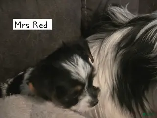 Yorkshire Terrier dogs Yorkshire Terrier Puppy 3 - Ad 34