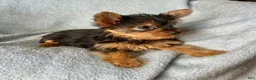 Yorkshire Terrier dogs for sale: Stanley-Yorkshire Terrier 1 - Ad 6