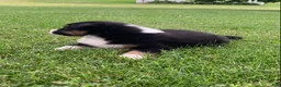 Australian Shepherd dogs for sale: Luna - Ad 3