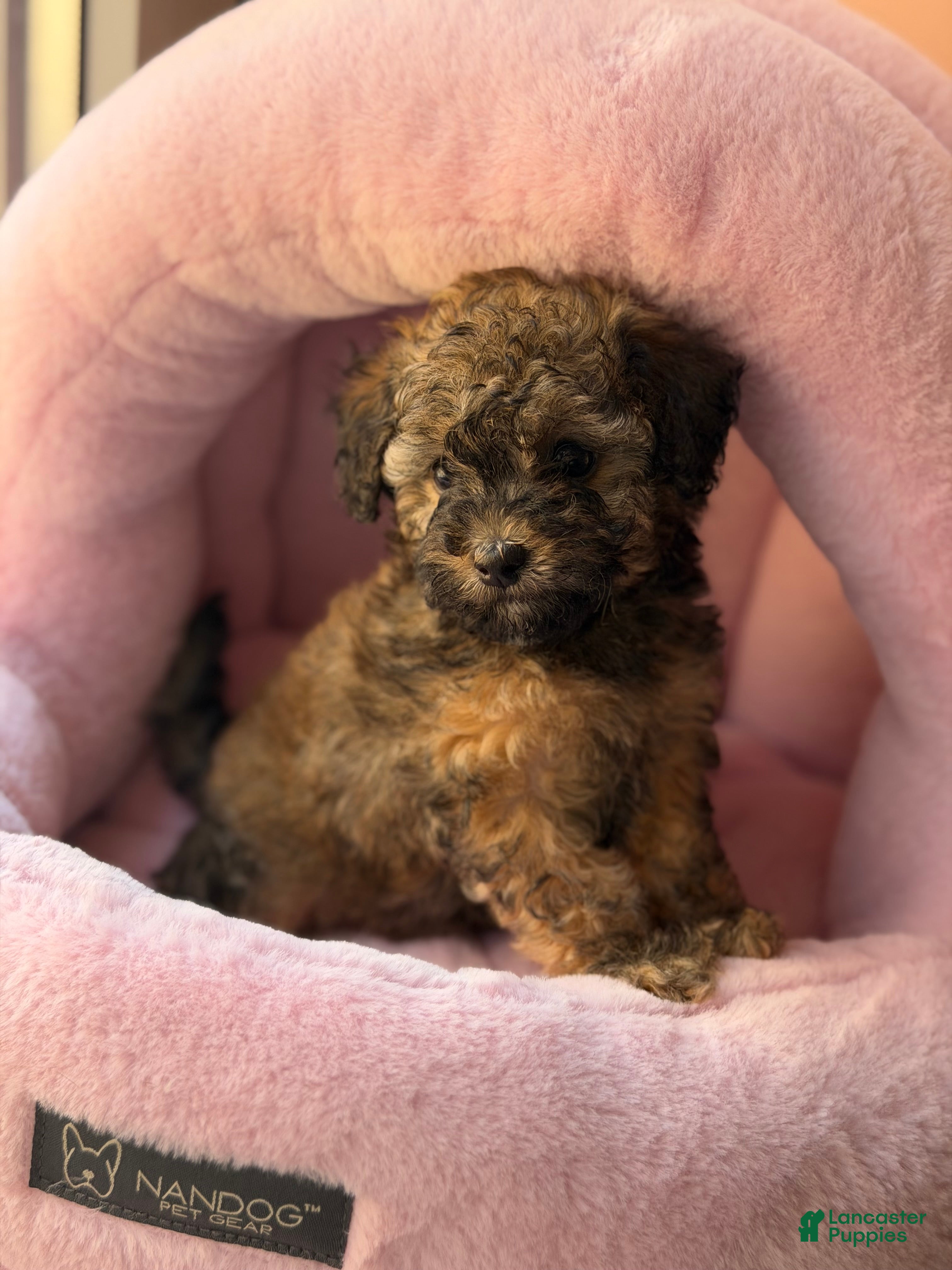 Toy Poodle dogs Venice  - Ad 2