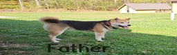 Shiba Inu dogs for sale: Hugo - Ad 4