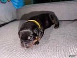 Mixed Breed Puppy 8