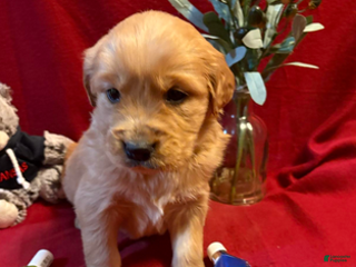 Golden Retriever dogs Taz - Ad 28