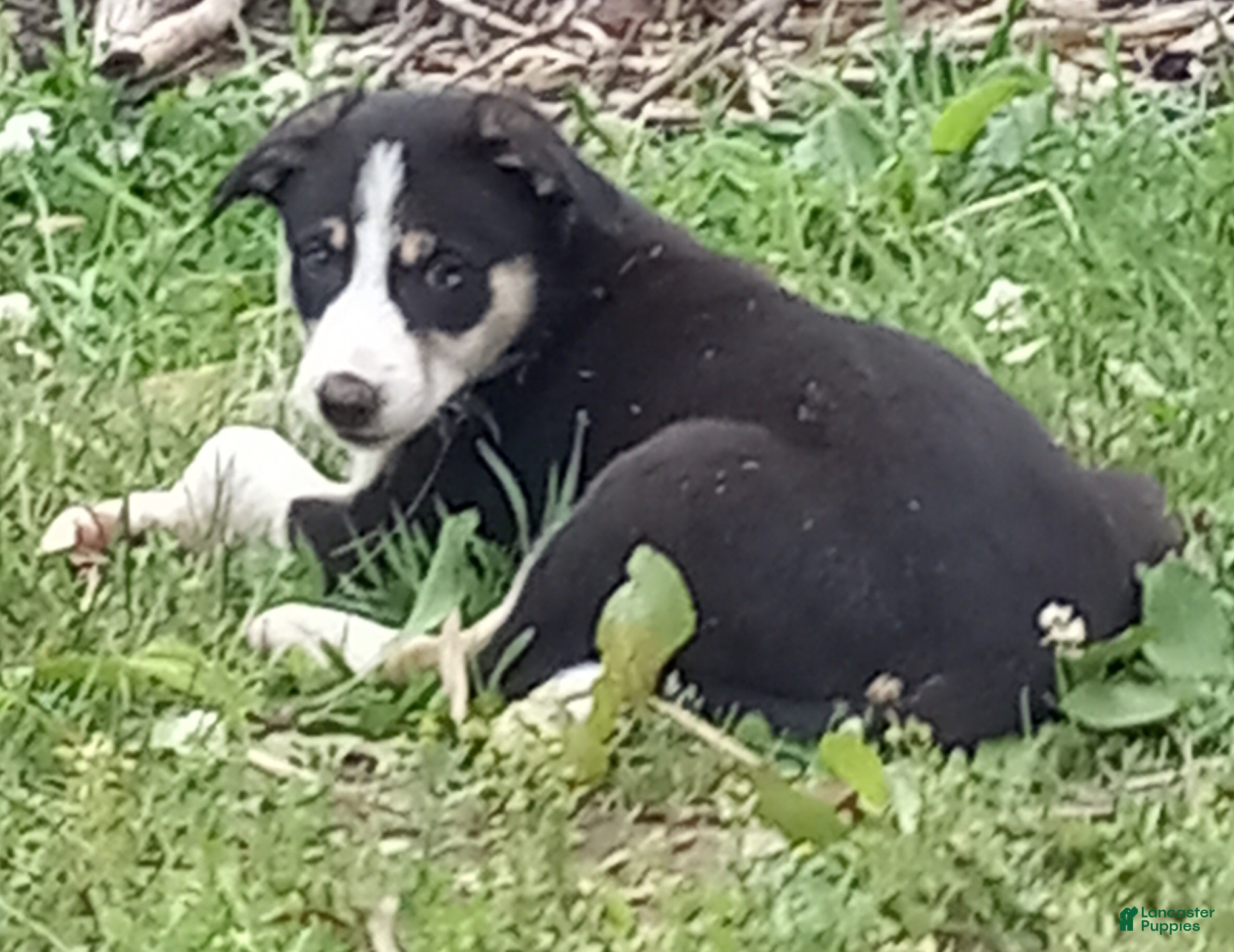 Border Collie dogs Zoe - Ad 1