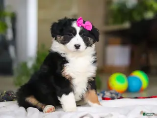 Australian Shepherd dogs for sale: Moxy - Ad 4