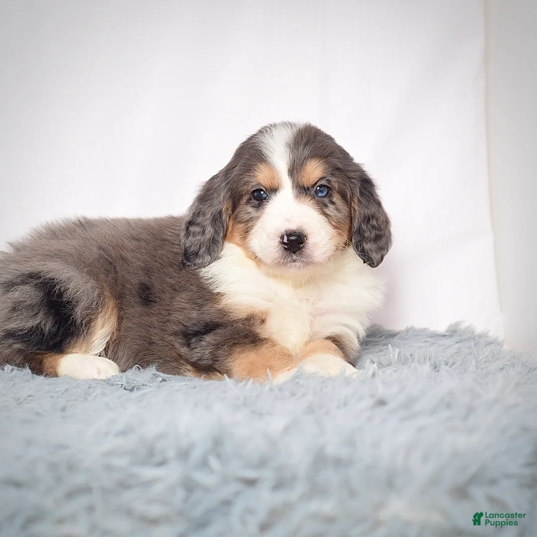 Bernedoodle dogs for sale: Ms. Venus - Ad 7