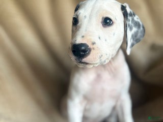 Mixed Breed dogs - Ad 13