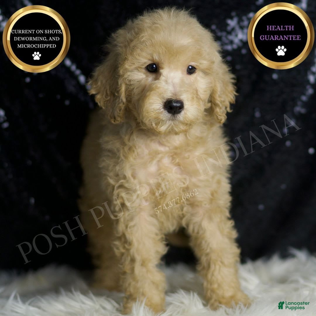 Mini Goldendoodle dogs Duke - Ad 37
