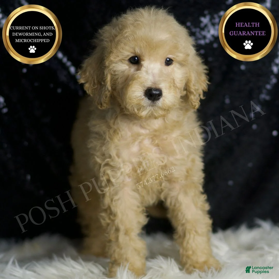 Mini Goldendoodle dogs for sale: Duke - Ad 1