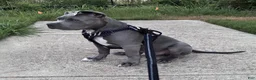 American Bully dogs for sale: Milo - Ad 8