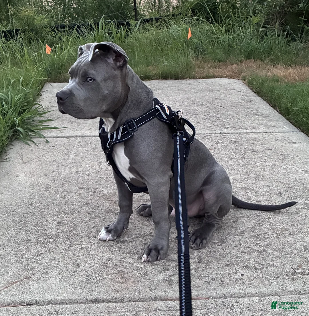 American Bully dogs for sale: Milo - Ad 8