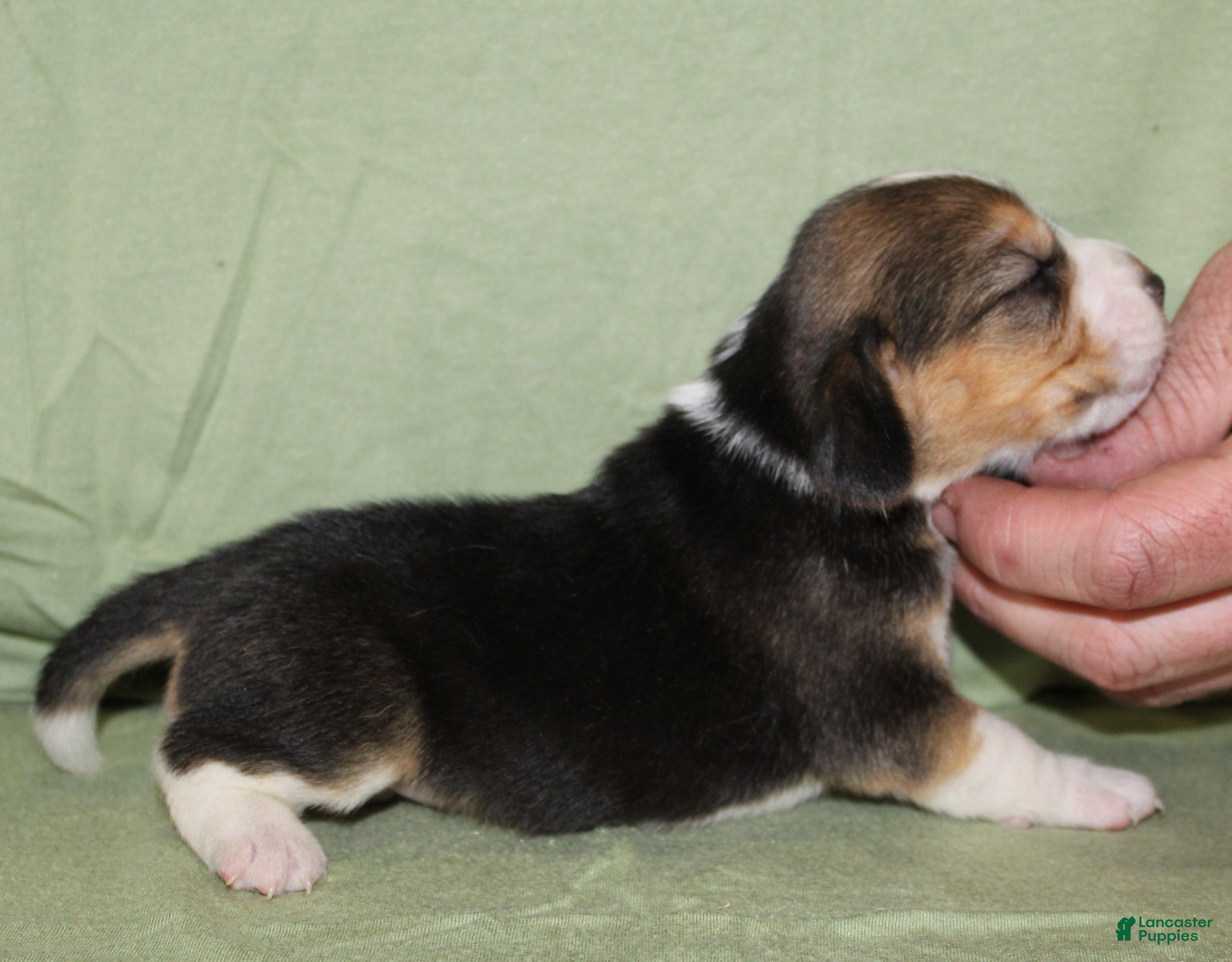 Beagle dogs Gail - Ad 7