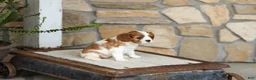 Cavalier King Charles Spaniel dogs for sale: AKC Katie - Ad 2