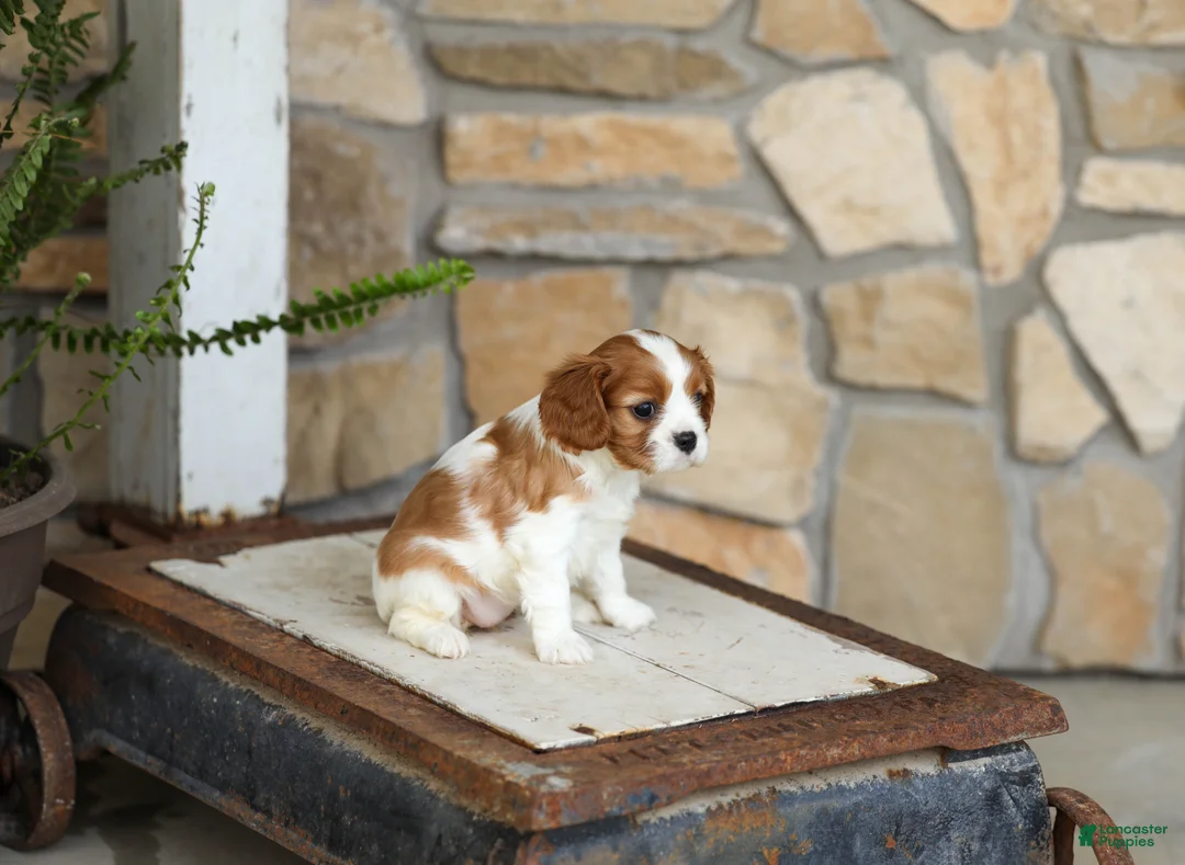 Cavalier King Charles Spaniel dogs for sale: AKC Katie - Ad 2