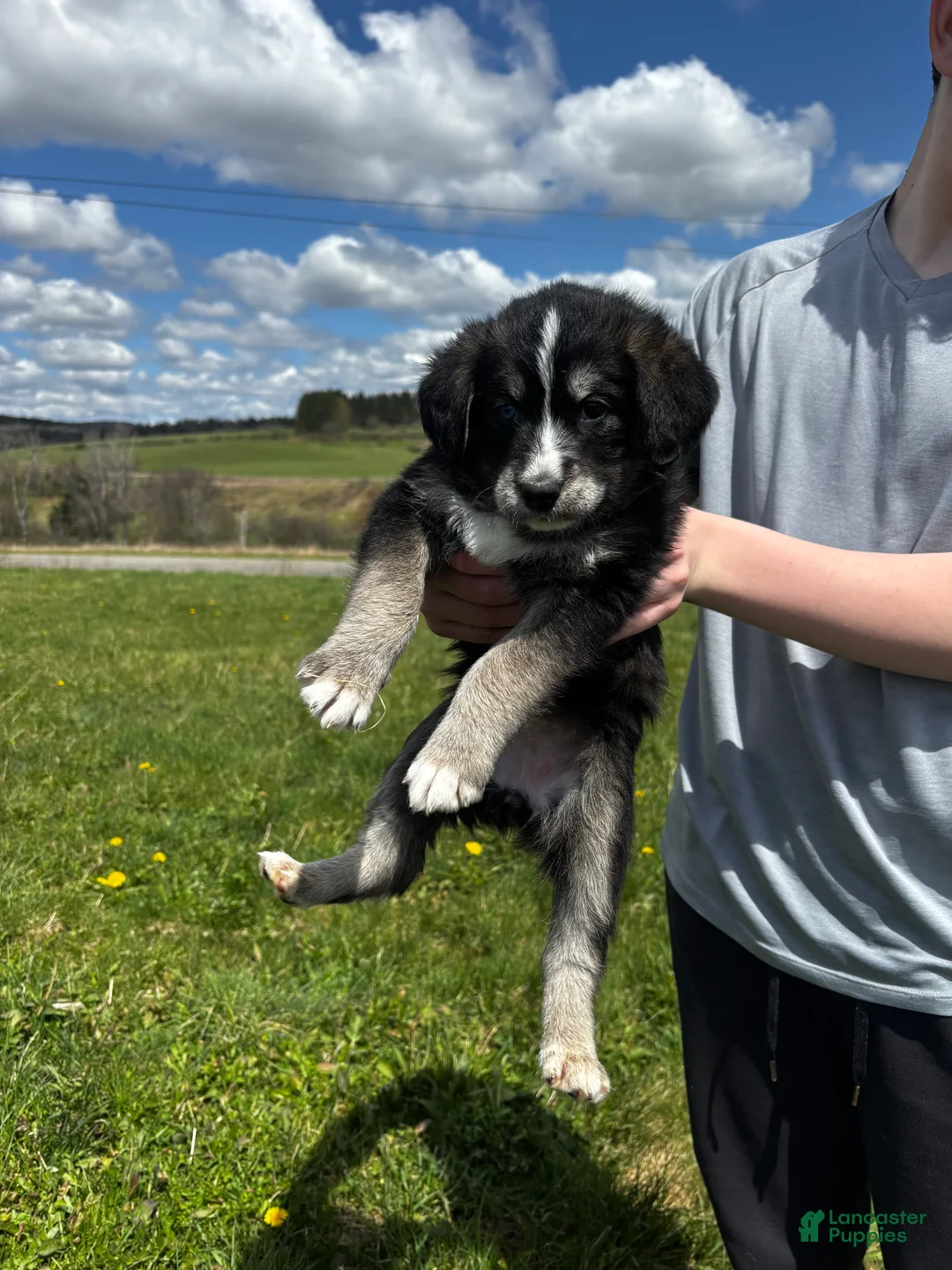 Huskipoo dogs for sale: Panda - Ad 1