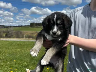 Huskipoo dogs Panda - Ad 3