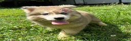 Siberian Husky dogs for sale: REYNA - Ad 5