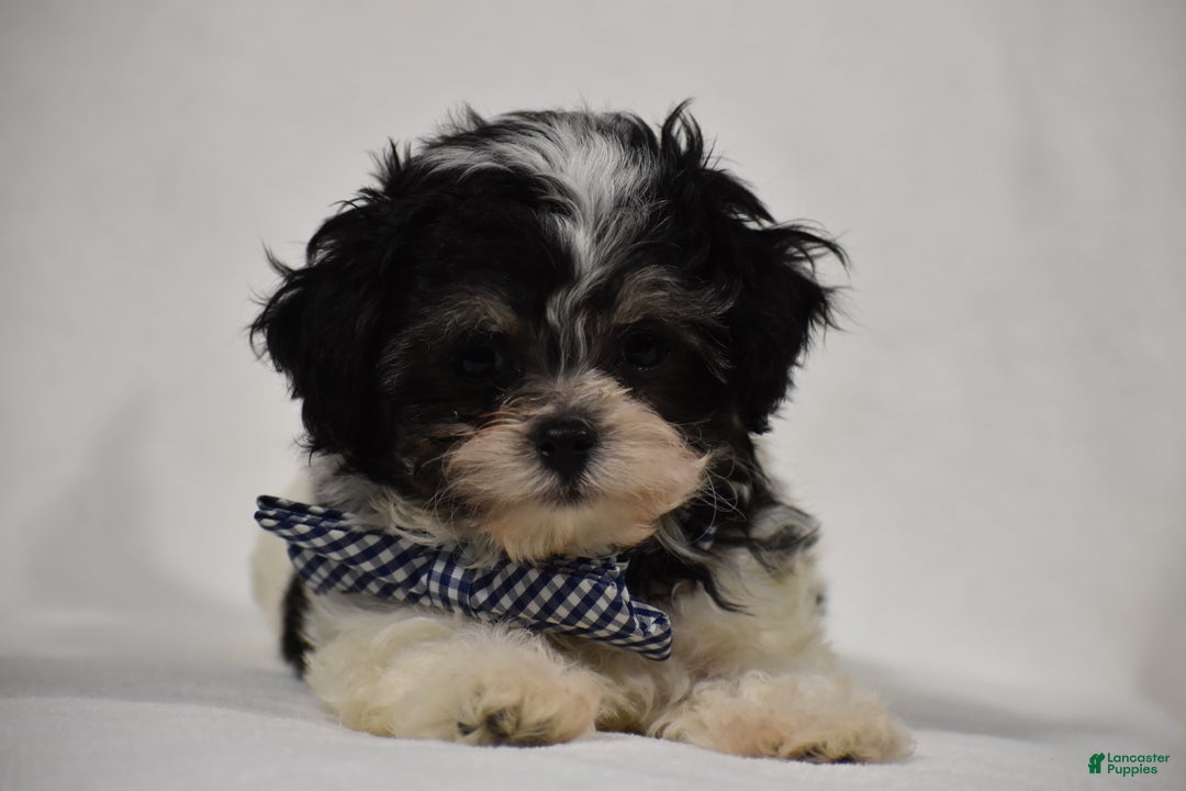 Maltipoo dogs for sale: Benny - Ad 5