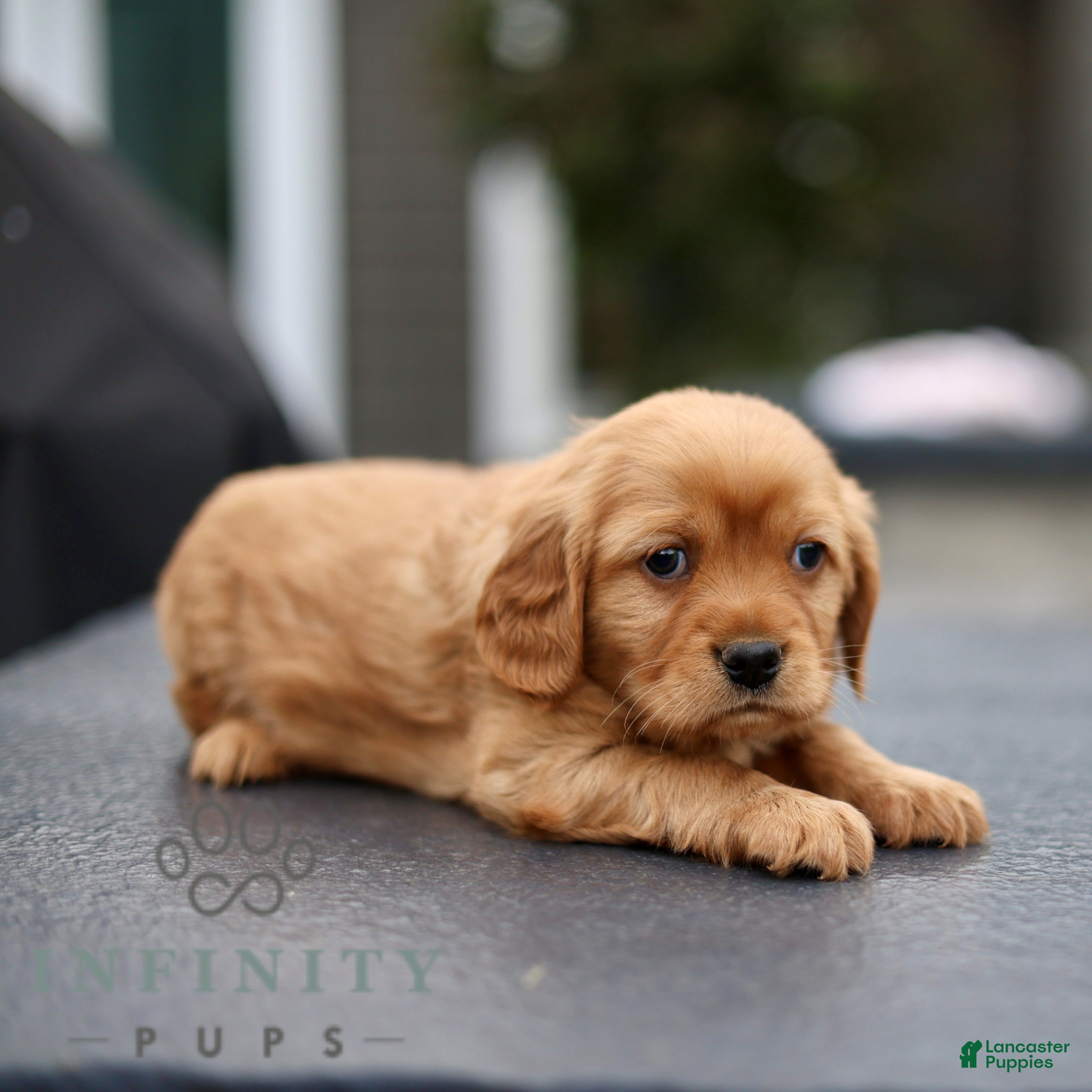 Miniature Golden Retriever dogs for sale: Archie  - Ad 2