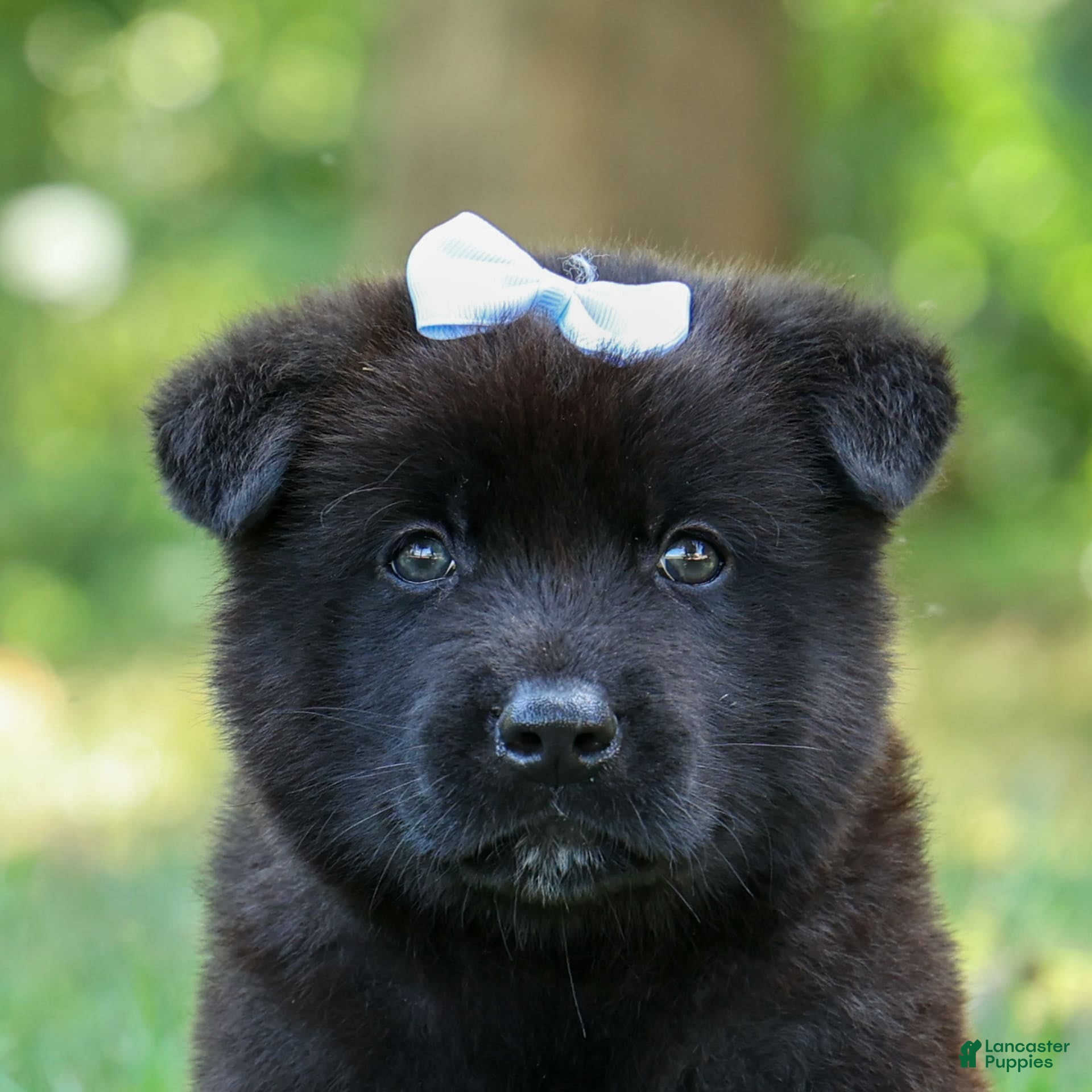 Akita Retriever Golden Akita Puppies For Sale Akita Puppies For