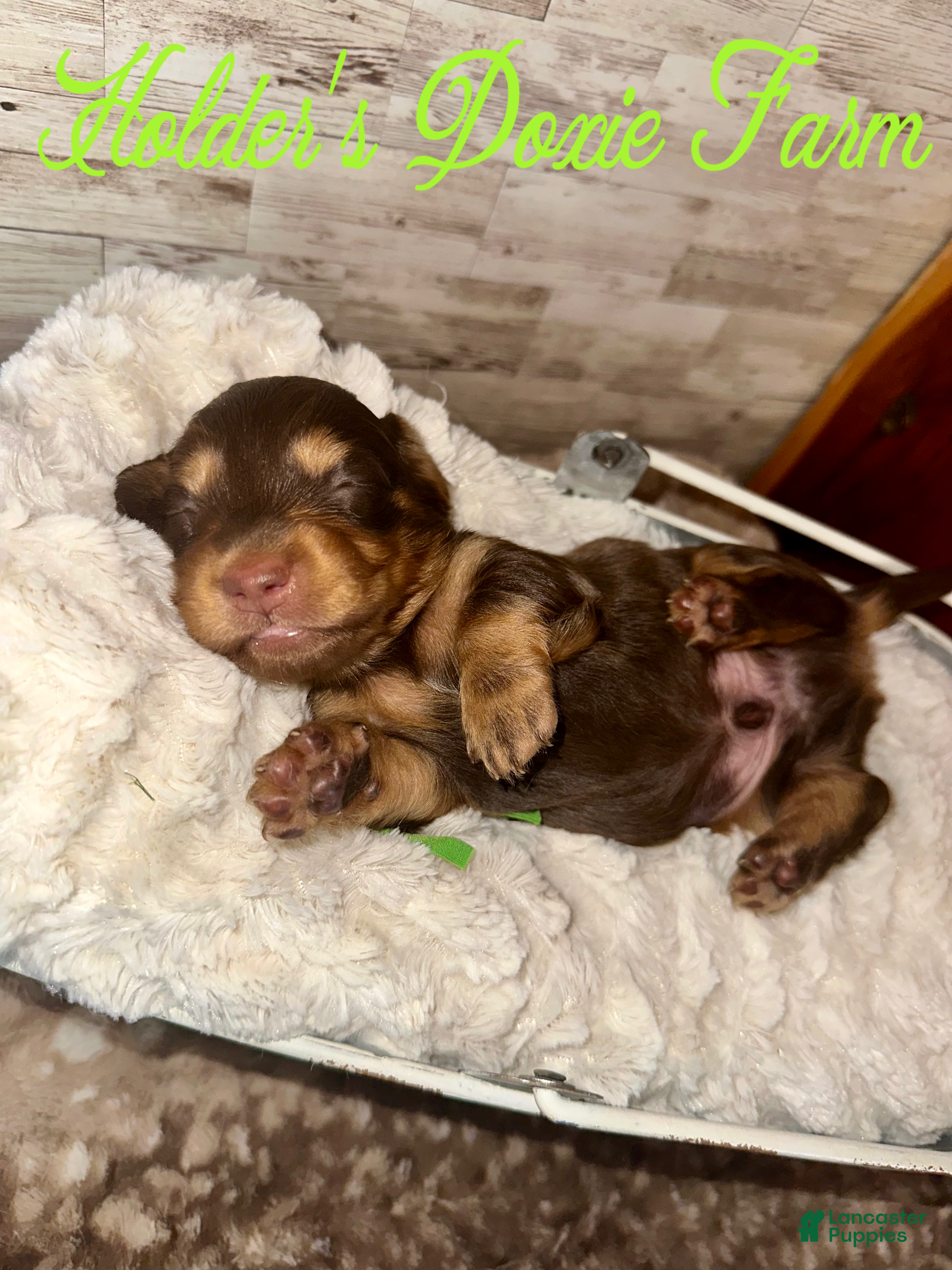 Miniature Dachshund dogs Bashful - Ad 13