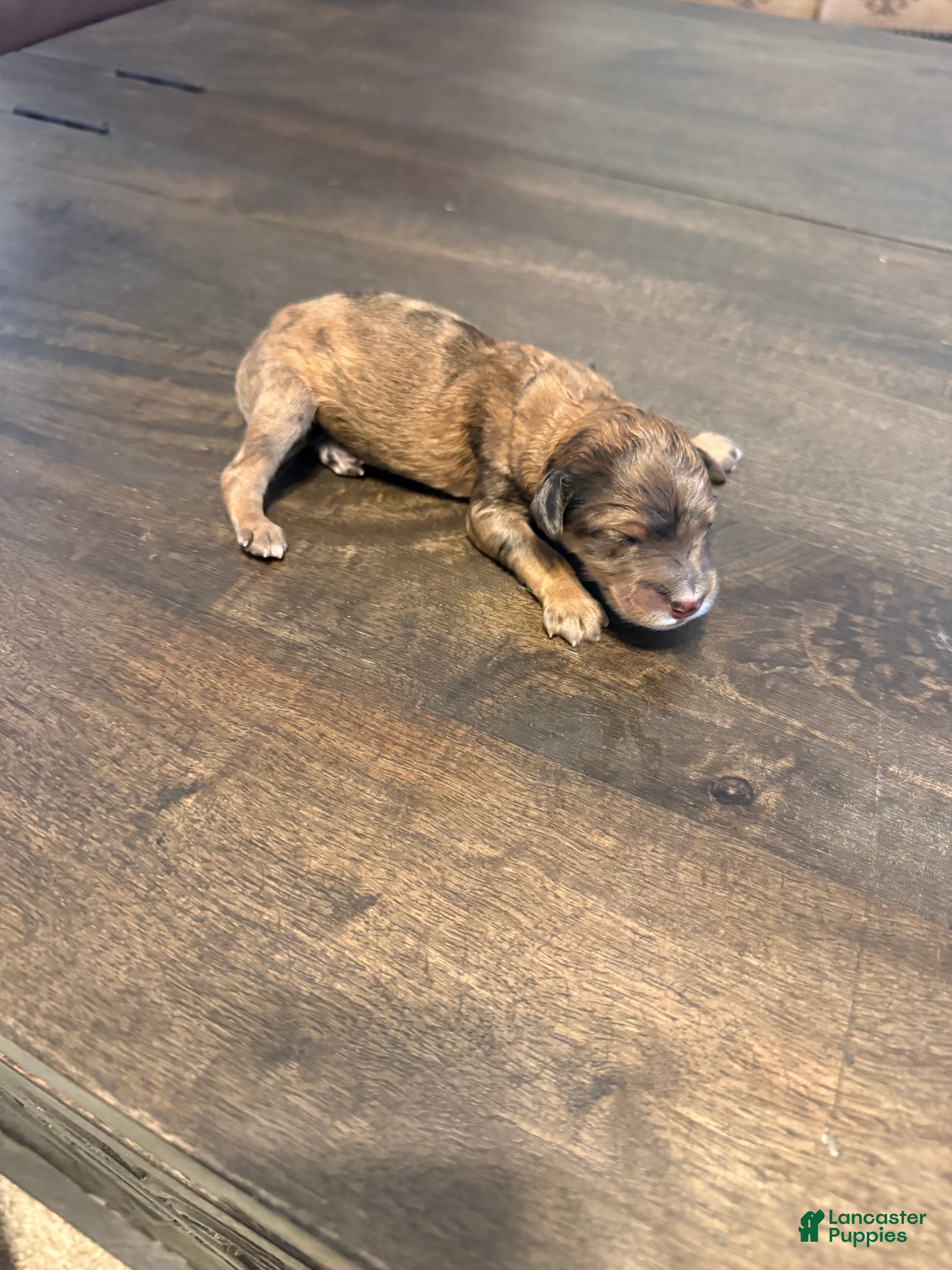 Aussiedoodle dogs Luther - Ad 7