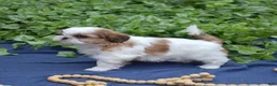 Shih Tzu dogs for sale: Millie - Ad 3