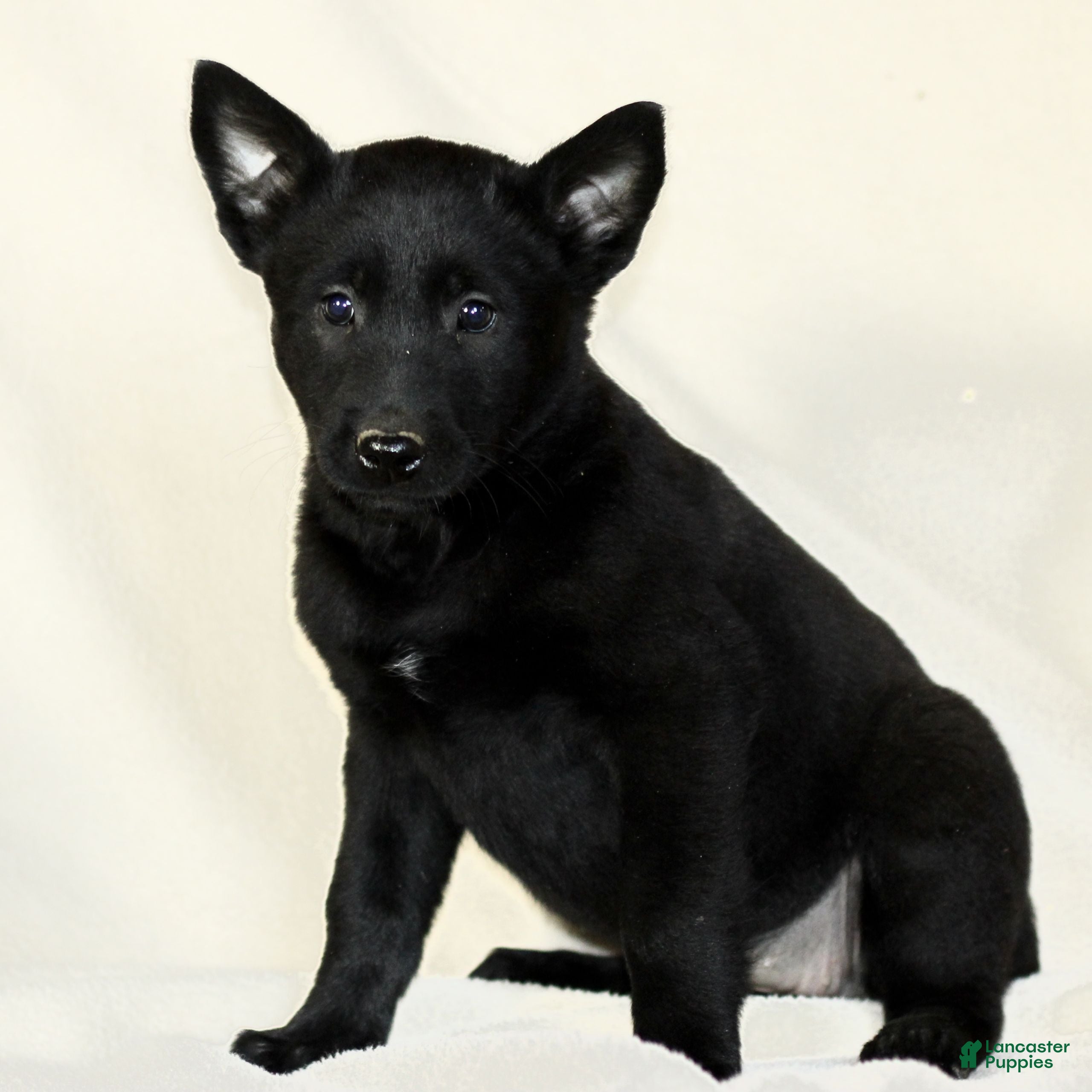 Belgian Malinois dogs Cassie  - Ad 27