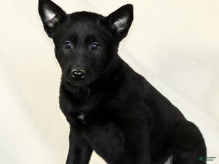 Belgian Malinois dogs Cassie - Ad 38