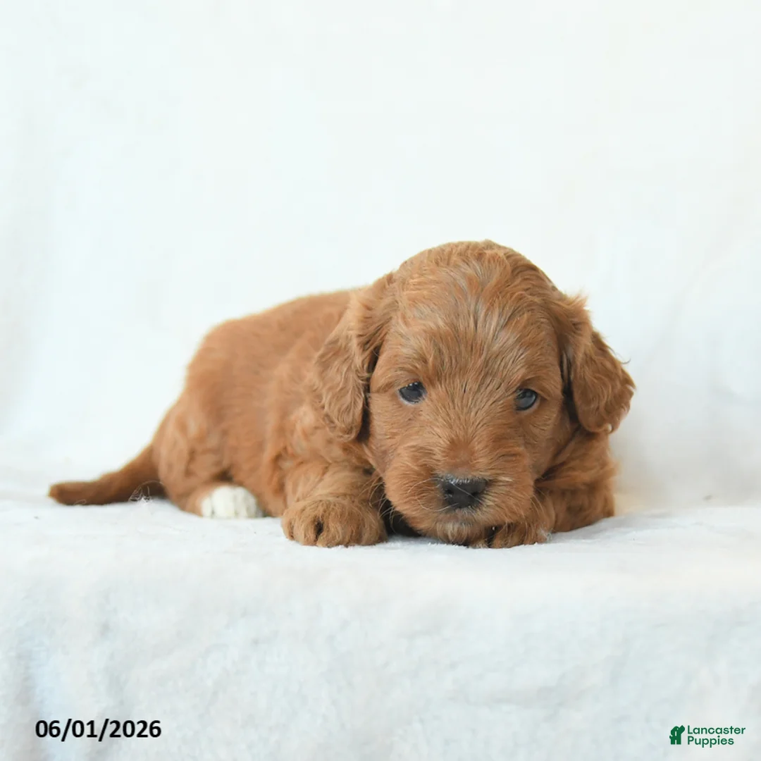 Cavapoo dogs for sale: Hope - Ad 5