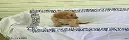 Golden Retriever dogs for sale: Sparky - Ad 6