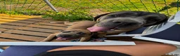 Cane Corso dogs for sale: Junior Vicenzo - Ad 13