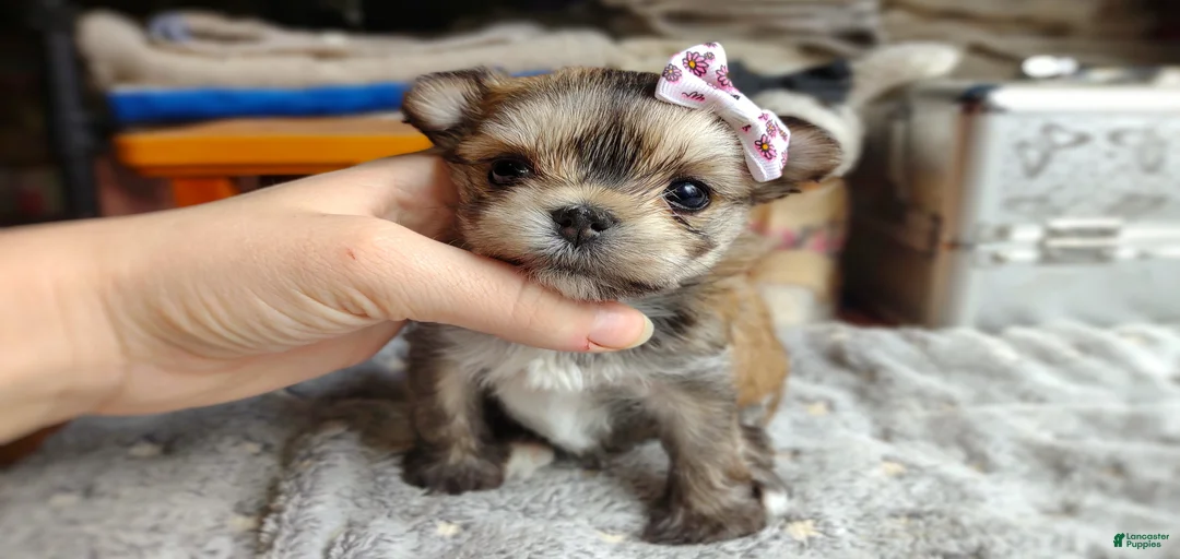 Gallery Image {{count}}