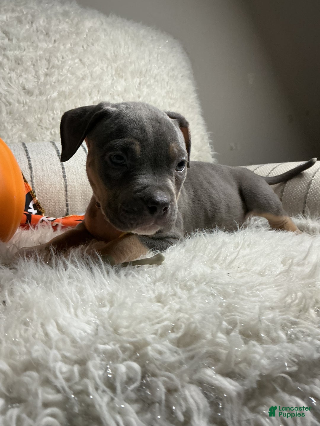 American Bully dogs for sale: Ms.Neon - Ad 6