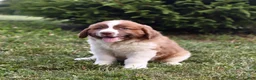 Saint Berdoodles dogs for sale: Bear - Ad 11