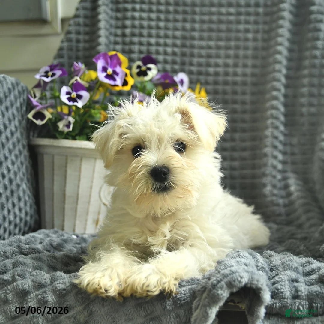 Miniature Schnauzer dogs for sale: Banjo  - Ad 3