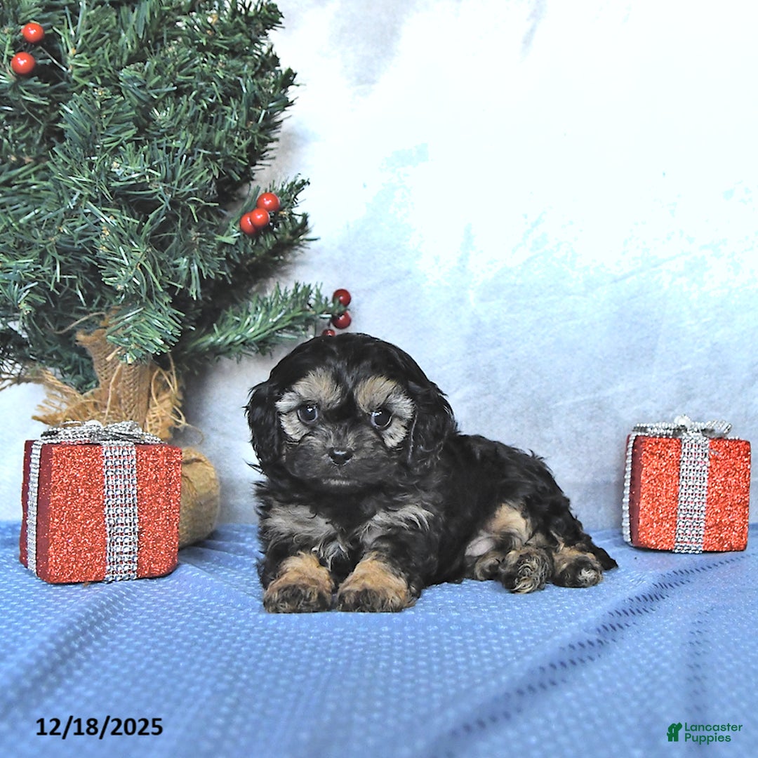 Cavapoo dogs for sale: Zeke - Ad 4