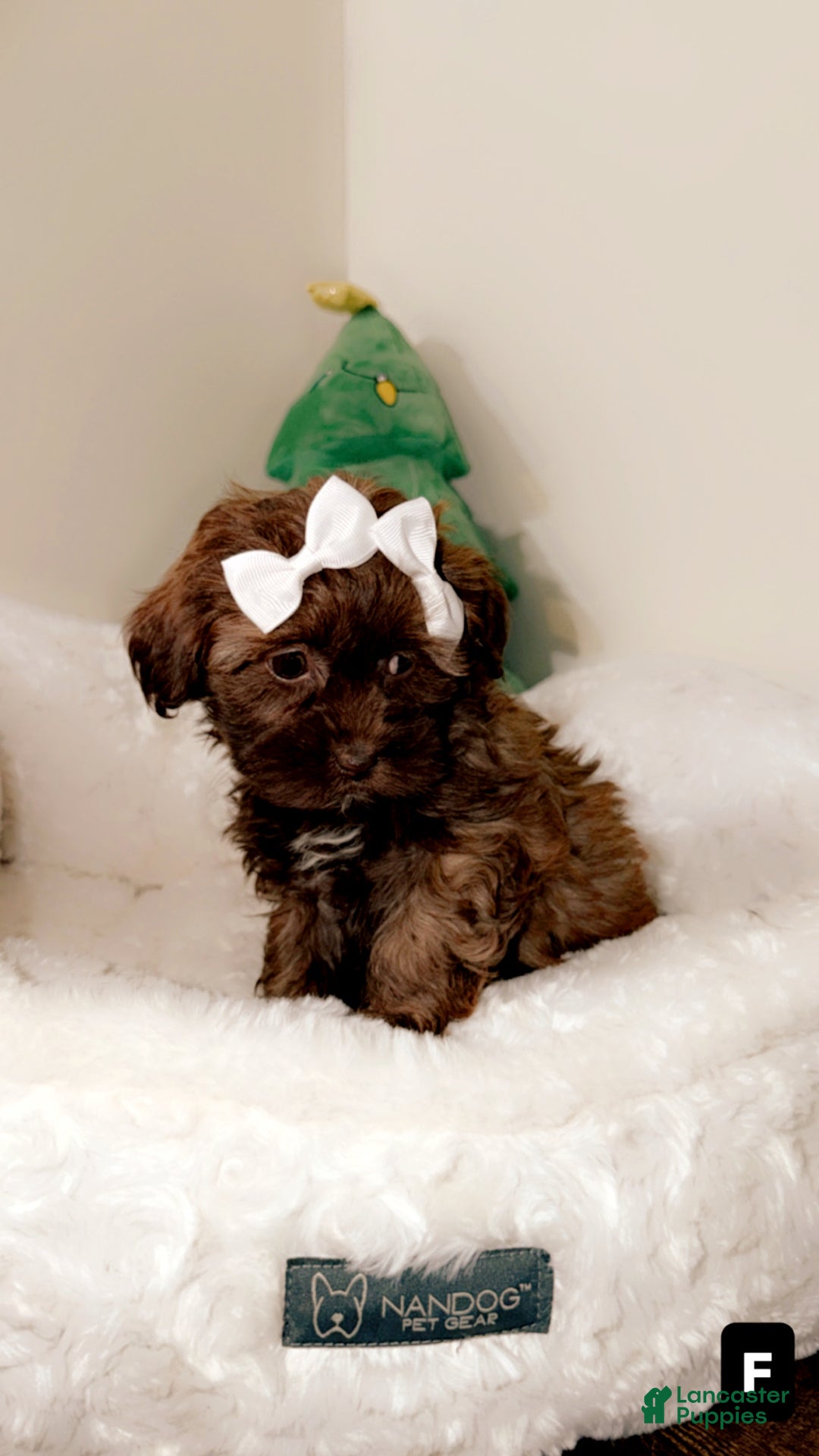 Shihpoo dogs for sale: Minnie  - Ad 2