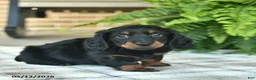 Miniature Dachshund dogs for sale: Parker  - Ad 3