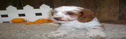 Cavapoo dogs for sale: Buzz - Ad 6
