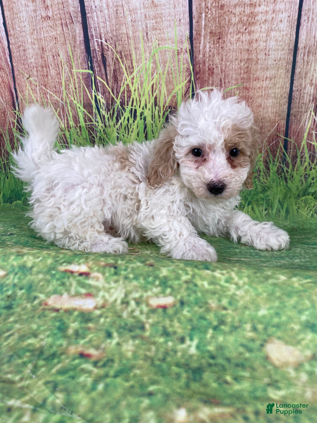 Miniature Poodle dogs for sale: Biscuit - Ad 6